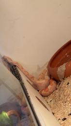Boa constructer albino, Dieren en Toebehoren, Slang