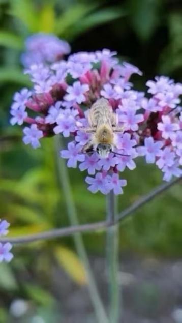 Losse stengels verbena bonariensis, 15 voor 5 euro  beschikbaar voor biedingen