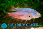 Araua piranga keizerzalm (tetra) nieuw in de hobby Zeldzaam, Vis, Zoetwatervis, Schoolvis