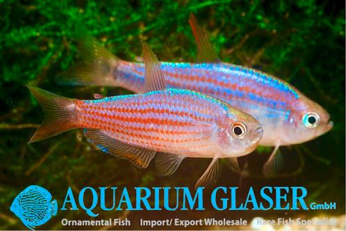Araua piranga keizerzalm (tetra) nieuw in de hobby Zeldzaam, Dieren en Toebehoren, Vissen | Aquariumvissen, Zoetwatervis, Vis
