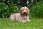 Cockapoo reutje te koop, 15 weken tot 1 jaar, Buitenland, CDV (hondenziekte), Eén hond