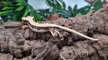 Wimpergekko nk LW vrouwtje  beschikbaar voor biedingen