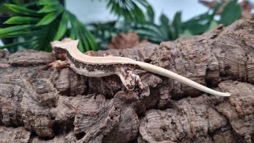 Wimpergekko nk LW vrouwtje, Dieren en Toebehoren, Reptielen en Amfibieën