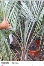 Butia capitata, Ophalen of Verzenden