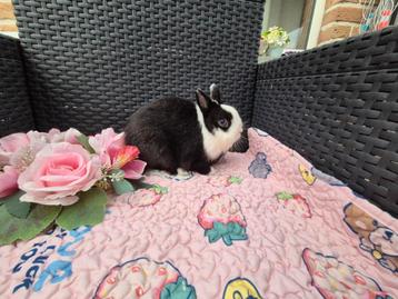 Super mooi koppeltje Mini kleurdwergjes
 beschikbaar voor biedingen
