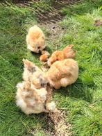 Zijdehoen buff per koppel.   Haantjes apart ook mogelijk., Dieren en Toebehoren, Pluimvee