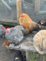 Cochin hen kriel en hanen, Dieren en Toebehoren, Pluimvee