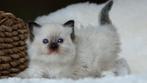 Prachtige Ragdoll kitten met stamboom beschikbaar, Dieren en Toebehoren, Katten en Kittens | Raskatten | Langhaar, Poes, Gechipt
