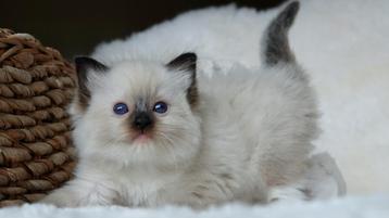 Prachtige Ragdoll kitten met stamboom beschikbaar  beschikbaar voor biedingen