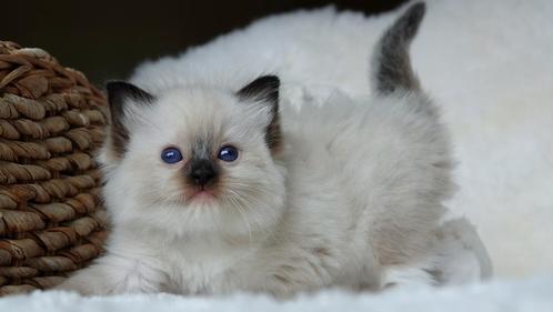 Prachtige Ragdoll kitten met stamboom beschikbaar, Dieren en Toebehoren, Katten en Kittens | Raskatten | Langhaar, Poes, 0 tot 2 jaar