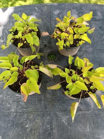 Campanula Superba met korting beschikbaar voor biedingen