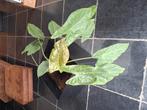Bloembak + plant, Ophalen, Zo goed als nieuw