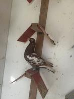 Fourrure de chocolat, coq de Meulemans, Animaux & Accessoires, Oiseaux | Pigeons, Pigeon voyageur