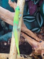 2.1 phelsuma laticauda te koop, Dieren en Toebehoren, Reptielen en Amfibieën, Amfibie