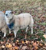 Jonge schapenram ( Franse Texel x swifter), Dieren en Toebehoren