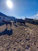 Pony's te koop, Dieren en Toebehoren, Paarden, Merrie
