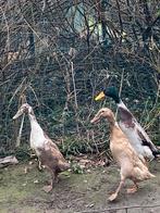 10 broedeieren loopeend, Dieren en Toebehoren, Pluimvee, Geslacht onbekend, Eend
