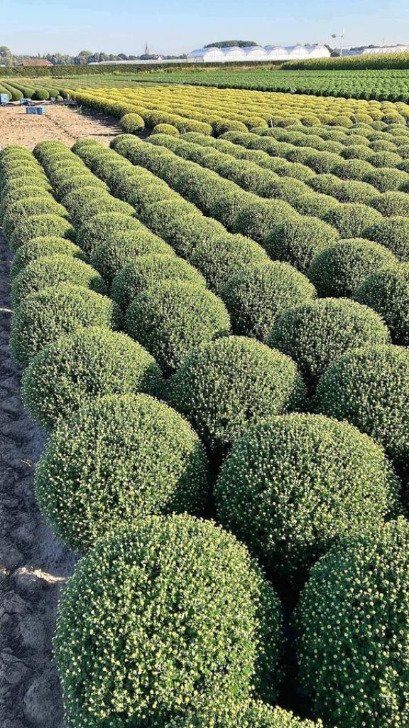 pompoenen en chrysanten, Tuin en Terras, Planten | Tuinplanten, Ophalen