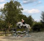 Recreatiepaard, Dieren en Toebehoren, Paarden