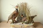 Taxidermie koppel patrijzen diorama, Verzamelen, Opgezet dier, Gebruikt, Ophalen of Verzenden