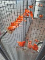 rode kanaries, Dieren en Toebehoren, Vogels | Overige Vogels, Meerdere dieren, Tropenvogel, Geringd