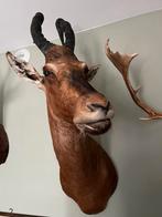 Hartebeest taxidermie, Wild dier, Opgezet dier, Ophalen of Verzenden, Zo goed als nieuw