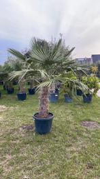 Palmbomen trachycarpus fortunei!, Tuin en Terras, Ophalen