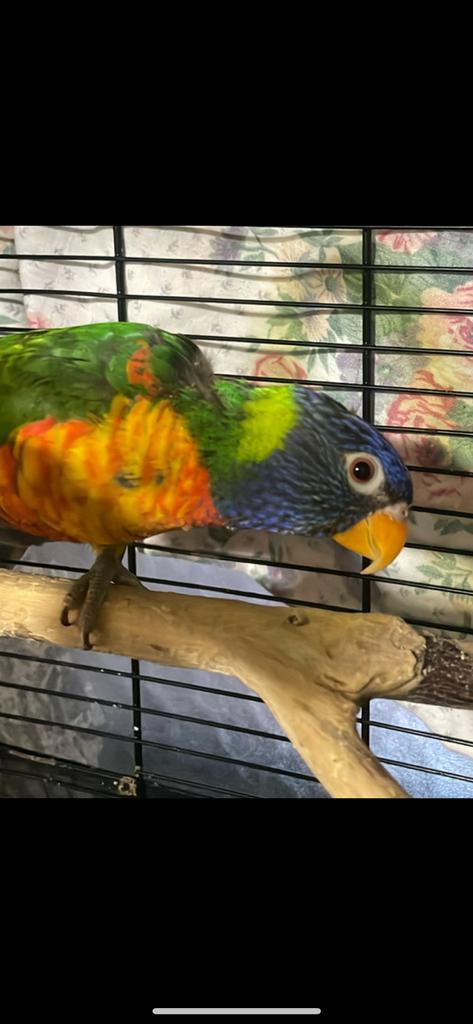 Bebe loriquet, Dieren en Toebehoren, Vogels | Parkieten en Papegaaien, Papegaai, Meerdere dieren, Tam