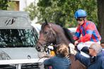 Engelse volbloed, Dieren en Toebehoren, Paarden, Ruin