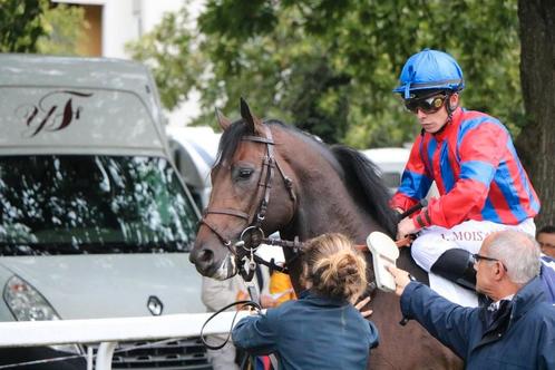 Engelse volbloed, Dieren en Toebehoren, Paarden, Ruin