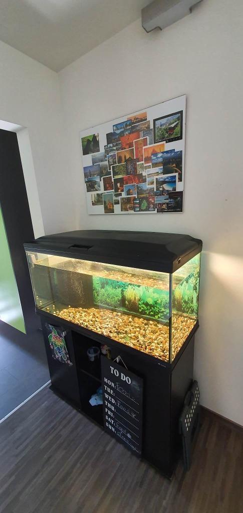 aquarium - terrarium met zwarte onderkast, Dieren en Toebehoren, Vissen | Aquaria en Toebehoren, Gebruikt, Leeg aquarium, Ophalen