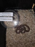 Korenslang baby's 8X tessera (stripe), Slang, Tam, 0 tot 2 jaar