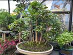 Bomen, Tuin en Terras, Planten | Bomen, Bloeit niet, Overige soorten, Minder dan 100 cm, Ophalen
