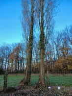 Gratis hout van bomen, Ophalen
