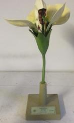 vintage botanisch model van een bloem siererwt, Antiek en Kunst, Verzenden