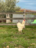 Brahma haan te koop, Dieren en Toebehoren, Pluimvee, Mannelijk, Kip
