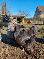 Mechelse hoenen (trio), Dieren en Toebehoren, Pluimvee, Vrouwelijk, Overige soorten