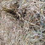 Hooi vierkante en ronde pakken, Zakelijke goederen, Landbouw | Veevoer, Ophalen