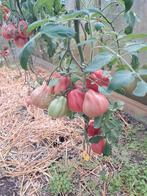 BIOLOGISCHE TOMATEN, Zakelijke goederen, Ophalen