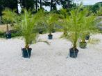 Palmbomen -8 graden in AANBIEDING. BEZORGING mogelijk, Tuin en Terras, Planten | Tuinplanten, Ophalen of Verzenden, Winter