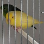 Forpus Coellestis grijsrugsperling lutino, Dieren en Toebehoren, Vogels | Kanaries