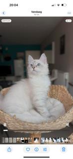 neva masquerade kittens te koop, Meerdere dieren, Gechipt, 0 tot 2 jaar