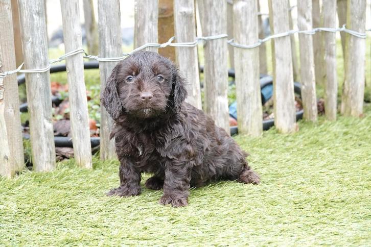 Prachtige Choco, Abrikoos en Abrikoos/rode Cockapoo pups, Dieren en Toebehoren, Honden | Retrievers, Spaniëls en Waterhonden, Meerdere dieren