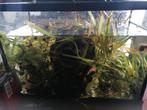 aquarium planten en posthoornslakken, Dieren en Toebehoren, Ophalen of Verzenden