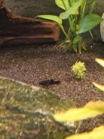 Black molly, Dieren en Toebehoren, Vissen | Aquariumvissen, Vis, Zoetwatervis
