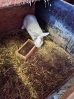 Duitse reus, Dieren en Toebehoren, Konijnen, Mannelijk, Groot