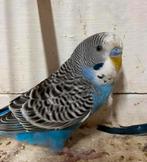 Split blackface grasparkieten, Dieren en Toebehoren, Vogels | Parkieten en Papegaaien, Mannelijk, Parkiet