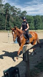 Paard, Merrie, Springpaard, Gechipt, M