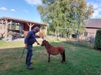Super braaf merrie'tje, Dieren en Toebehoren, Merrie, A pony (tot 1.17m), Gechipt, 0 tot 2 jaar