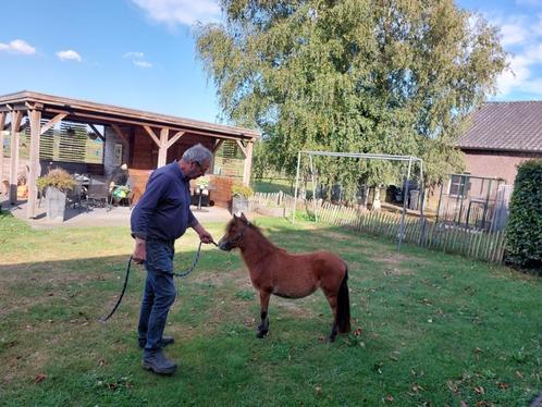 Super braaf merrie'tje, Dieren en Toebehoren, Pony's, Merrie, A pony (tot 1.17m), 0 tot 2 jaar, Gechipt, Ontwormd